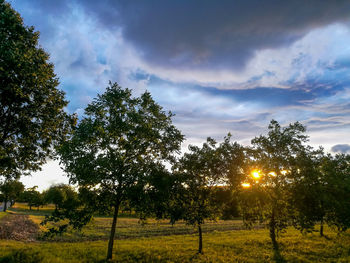 Trees on field against sky during sunset