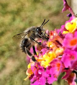 Close-up of butterfly pollinating on pink flower