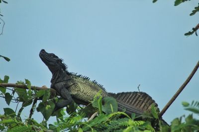 Close up of sail-fin lizard perching on tree