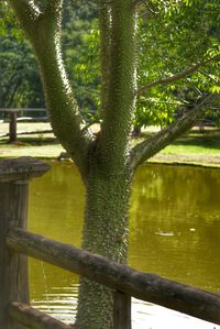 Trees by pond