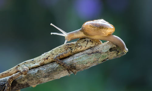 Close-up of snail on plant