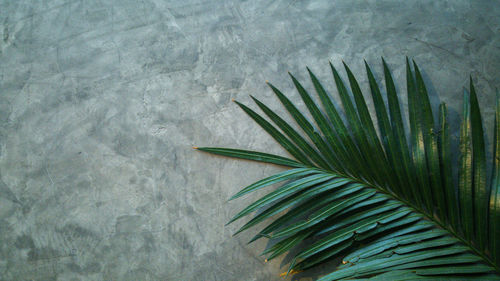 The palm leaf on a concrete wall. modern cement wall with partially covered tree leaves.