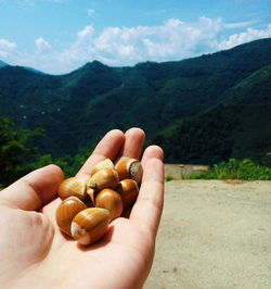 Cropped hand of person holding hazelnuts