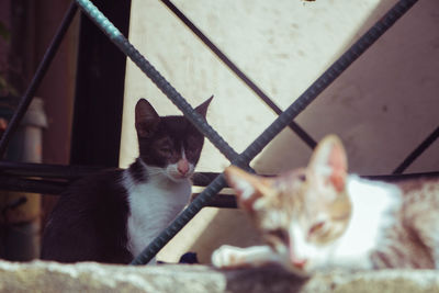 Portrait of cat sitting outdoors