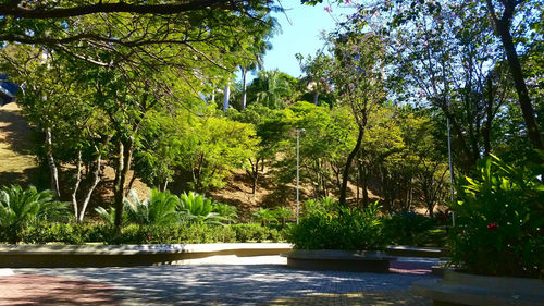 Swimming pool by trees against sky