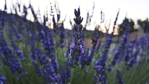 Close-up of purple flowering plants on field