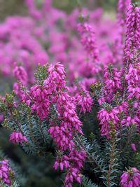 Close-up of pink flowering plant
