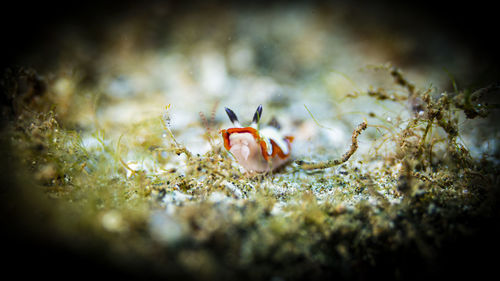 Close-up of crab in sea