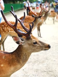 Close-up of deer