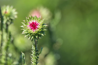 Close-up of thistle flower