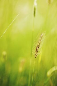 Close-up of dandelion on field