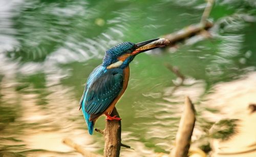 Bird perching on a branch