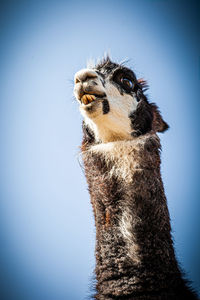 Close-up of a horse against blue sky