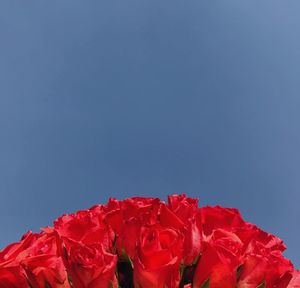 Close-up of red rose against blue sky