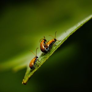 Close-up of ant on leaf