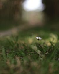 Close-up of white flowering plant on field