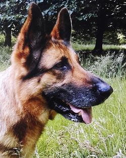 Dog standing on grassy field