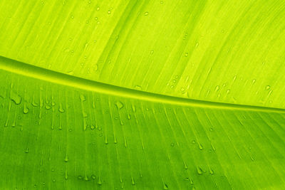Banana leaf under sun