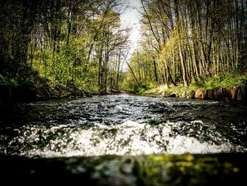 River flowing through forest