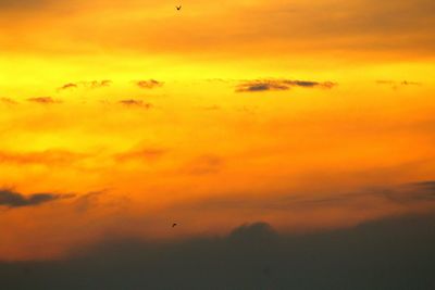 Silhouette birds flying against orange sky