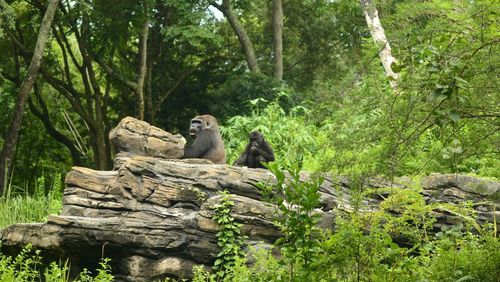 Monkey sitting on tree in forest