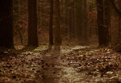 Trees growing in forest