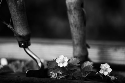Low section of person by flowers