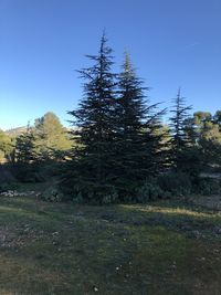 Trees on field against clear blue sky