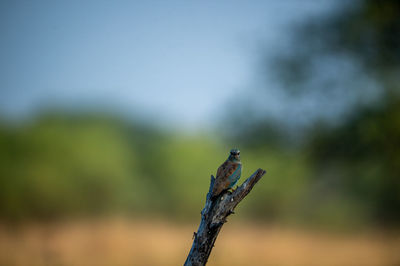 Close-up of butterfly perching on a tree