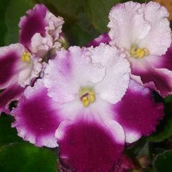 Close-up of purple flowers blooming outdoors