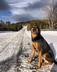 Dog standing on snow covered land