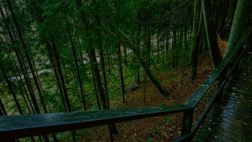 Close-up of trees in water