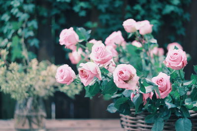 Close-up of pink roses