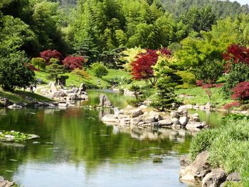 Scenic view of birds by trees