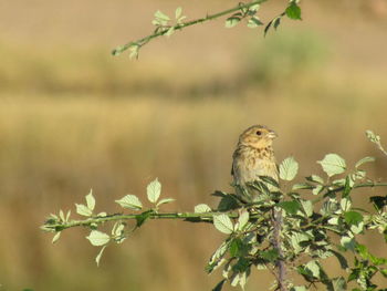 Bird perching on a branch