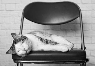 Cat sleeping on chair