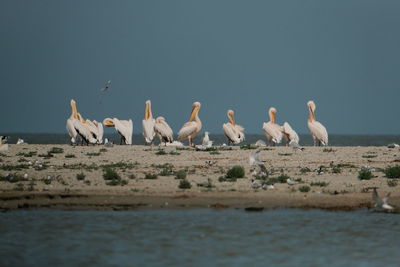 Flock of birds on lake against clear sky