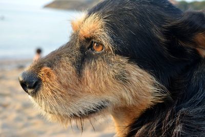 Close-up of dog in water