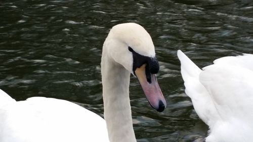 Swan floating on water