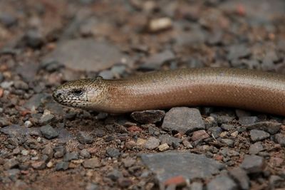 Close-up of lizard on rock