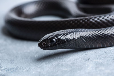 Close-up of mexican black kingsnake