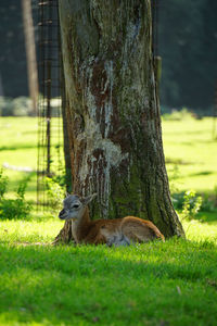 View of lizard on tree trunk