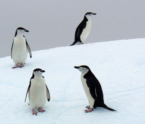 Penguins on snow covered field