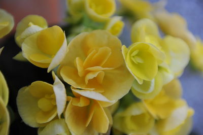 Close-up of yellow flowering plant