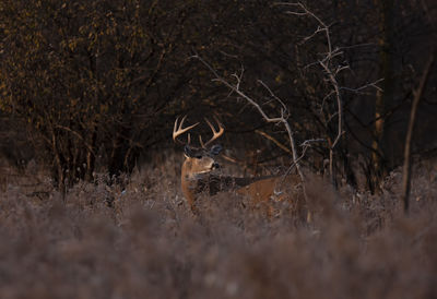 Deer resting on field