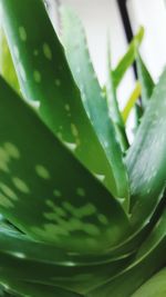 Close-up of succulent plant