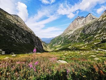 Scenic view of flowering plants against sky