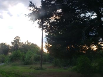 Trees in forest against sky