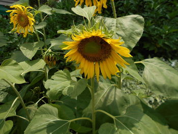 Close-up of sunflowers