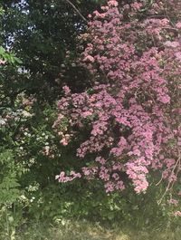 Pink flowers growing on tree